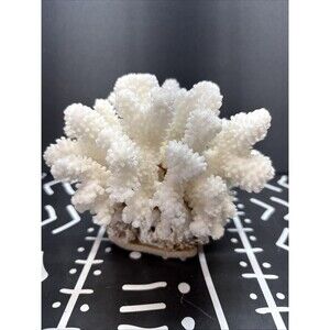 Natural Real Coral White Reef Aquarium Decor Coral